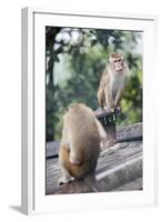 Monkeys, Royal Rock Temple, Dambulla, Sri Lanka, Asia-Charlie-Framed Photographic Print