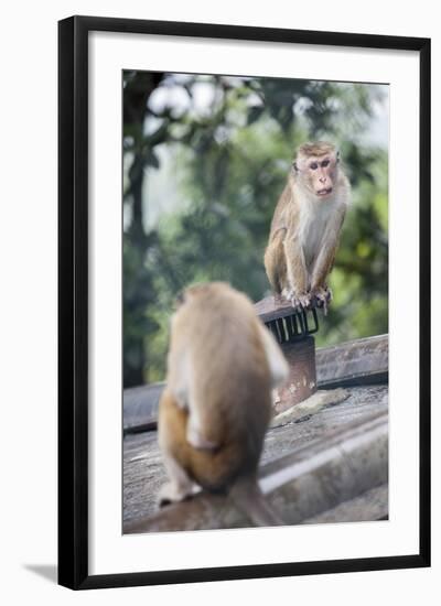 Monkeys, Royal Rock Temple, Dambulla, Sri Lanka, Asia-Charlie-Framed Photographic Print