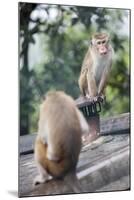 Monkeys, Royal Rock Temple, Dambulla, Sri Lanka, Asia-Charlie-Mounted Photographic Print