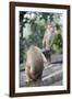 Monkeys, Royal Rock Temple, Dambulla, Sri Lanka, Asia-Charlie-Framed Photographic Print