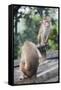 Monkeys, Royal Rock Temple, Dambulla, Sri Lanka, Asia-Charlie-Framed Stretched Canvas