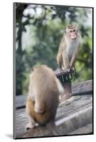 Monkeys, Royal Rock Temple, Dambulla, Sri Lanka, Asia-Charlie-Mounted Photographic Print