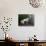 Monks Walk in Sera Temple, Lhasa, Tibet, China-Keren Su-Photographic Print displayed on a wall