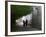 Monks Walk in Sera Temple, Lhasa, Tibet, China-Keren Su-Framed Photographic Print