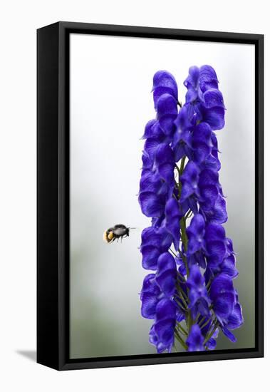 Monkshood (Aconitum Napellus) Flowers with Bumble Bee in Flight, Triglav Np, Slovenia, August-Zupanc-Framed Stretched Canvas