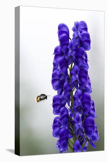 Monkshood (Aconitum Napellus) Flowers with Bumble Bee in Flight, Triglav Np, Slovenia, August-Zupanc-Stretched Canvas