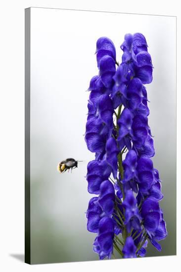 Monkshood (Aconitum Napellus) Flowers with Bumble Bee in Flight, Triglav Np, Slovenia, August-Zupanc-Stretched Canvas