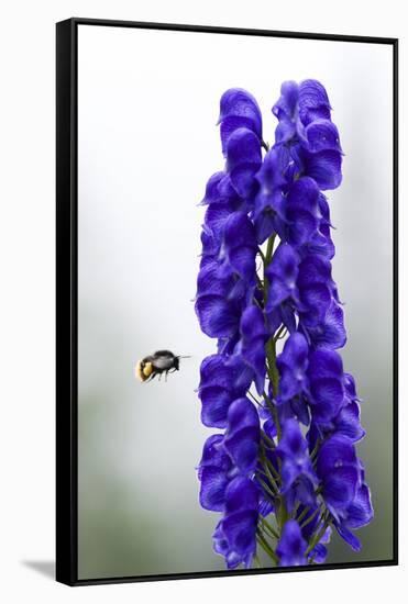 Monkshood (Aconitum Napellus) Flowers with Bumble Bee in Flight, Triglav Np, Slovenia, August-Zupanc-Framed Stretched Canvas