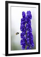 Monkshood (Aconitum Napellus) Flowers with Bumble Bee in Flight, Triglav Np, Slovenia, August-Zupanc-Framed Photographic Print