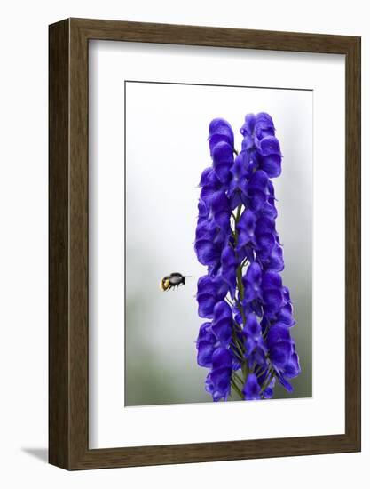 Monkshood (Aconitum Napellus) Flowers with Bumble Bee in Flight, Triglav Np, Slovenia, August-Zupanc-Framed Photographic Print