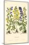 Monkshood Flowers-null-Mounted Poster