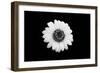 Mono Flora-John Gusky-Framed Photographic Print