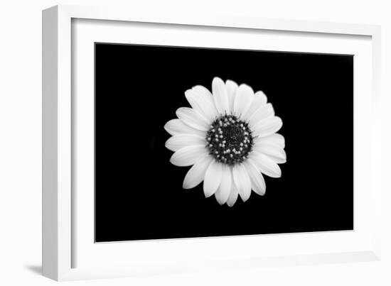 Mono Flora-John Gusky-Framed Photographic Print