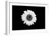 Mono Flora-John Gusky-Framed Photographic Print