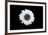 Mono Flora-John Gusky-Framed Photographic Print