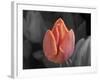 Mono Tulip-Toula Mavridou-Messer-Framed Photographic Print