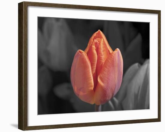 Mono Tulip-Toula Mavridou-Messer-Framed Photographic Print