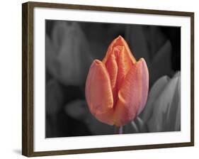 Mono Tulip-Toula Mavridou-Messer-Framed Photographic Print