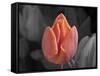 Mono Tulip-Toula Mavridou-Messer-Framed Stretched Canvas