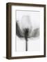 Mono Tulip-Magda Izzard-Framed Photographic Print