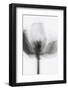 Mono Tulip-Magda Izzard-Framed Photographic Print