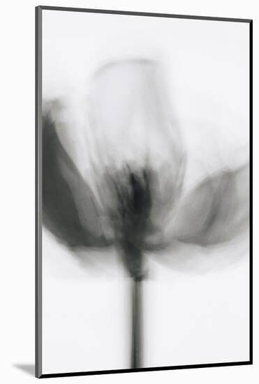 Mono Tulip-Magda Izzard-Mounted Photographic Print