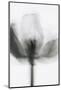 Mono Tulip-Magda Izzard-Mounted Photographic Print