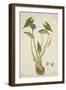 Monochoria Hastaefolia Presl, 1800-10-null-Framed Giclee Print