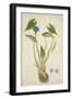 Monochoria Hastaefolia Presl, 1800-10-null-Framed Giclee Print