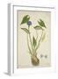 Monochoria Hastaefolia Presl, 1800-10-null-Framed Giclee Print