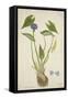 Monochoria Hastaefolia Presl, 1800-10-null-Framed Stretched Canvas