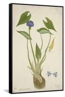 Monochoria Hastaefolia Presl, 1800-10-null-Framed Stretched Canvas