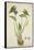 Monochoria Hastaefolia Presl, 1800-10-null-Framed Stretched Canvas