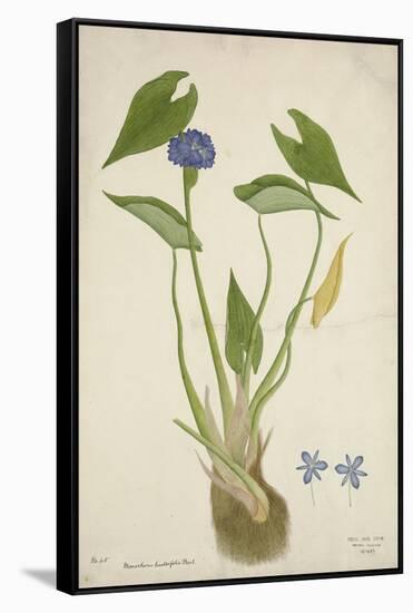 Monochoria Hastaefolia Presl, 1800-10-null-Framed Stretched Canvas