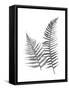 Monochromatic Ferns 1-Jace Grey-Framed Stretched Canvas