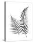 Monochromatic Ferns 1-Jace Grey-Stretched Canvas