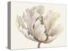 Monochromatic Tulip I-Tim O'toole-Stretched Canvas