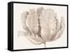 Monochromatic Tulip II-Tim O'toole-Framed Stretched Canvas