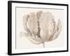 Monochromatic Tulip II-Tim O'toole-Framed Art Print