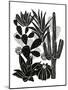 Monochrome Cacti-Myriam Tebbakha-Mounted Art Print