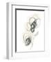 Monochrome Floral Study II-June Vess-Framed Art Print