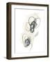 Monochrome Floral Study II-June Vess-Framed Art Print