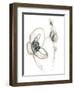 Monochrome Floral Study III-June Vess-Framed Art Print