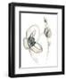 Monochrome Floral Study III-June Vess-Framed Art Print