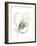 Monochrome Floral Study V-June Vess-Framed Art Print