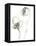 Monochrome Floral Study VIII-June Vess-Framed Stretched Canvas