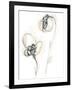 Monochrome Floral Study VIII-June Vess-Framed Art Print