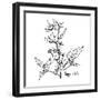 Monochrome Image Beggarticks Herb-Irinia-Framed Art Print