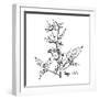 Monochrome Image Beggarticks Herb-Irinia-Framed Art Print