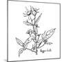 Monochrome Image Beggarticks Herb-Irinia-Mounted Art Print